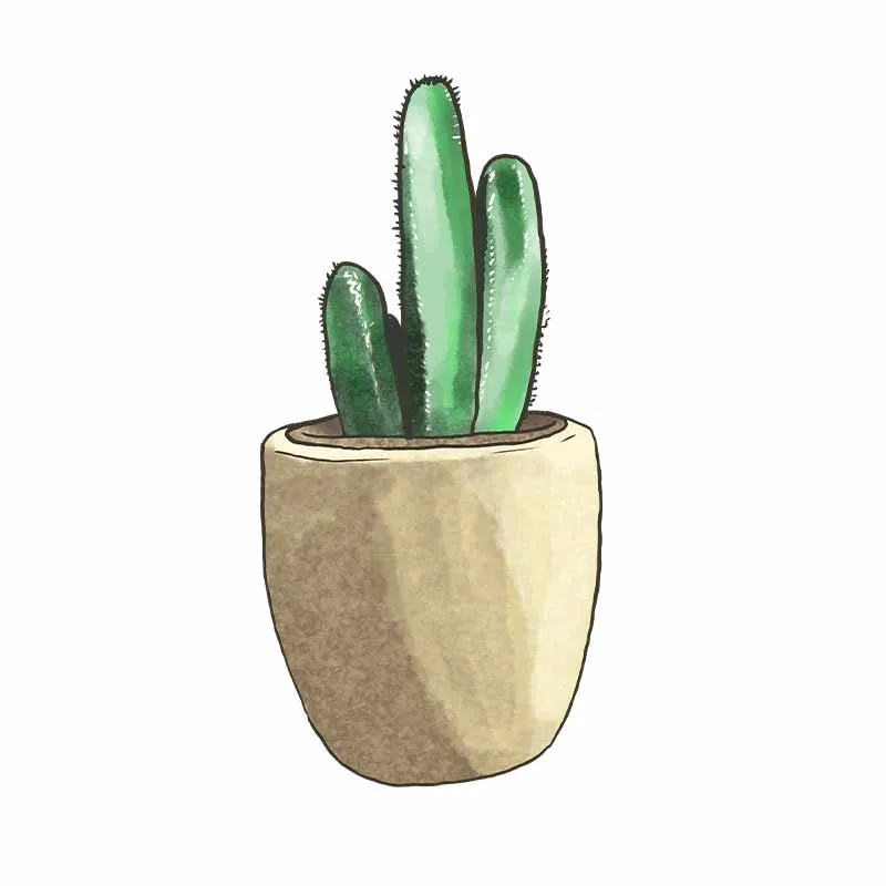 cactus drawing with transparent background