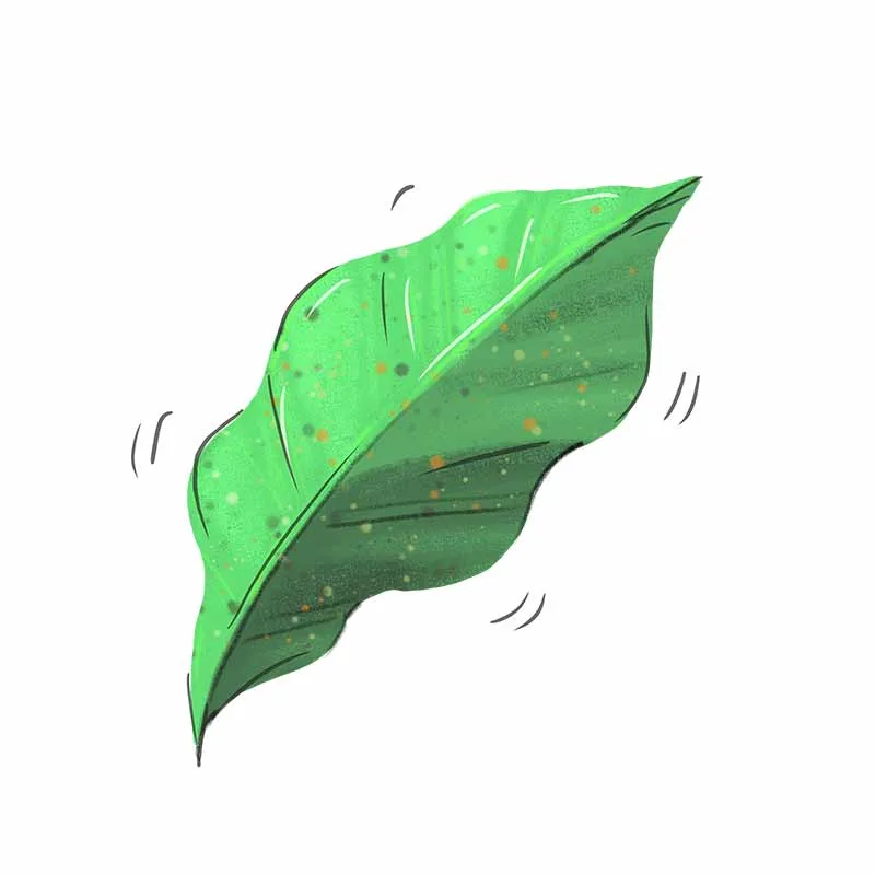 leaf drawing png